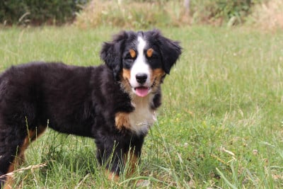Les chiots de Bouvier Bernois