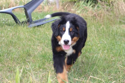 Les chiots de Bouvier Bernois