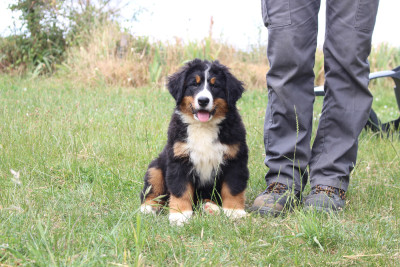 Les chiots de Bouvier Bernois