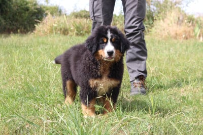 Les chiots de Bouvier Bernois