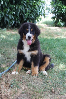 Les chiots de Bouvier Bernois