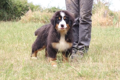 Les chiots de Bouvier Bernois