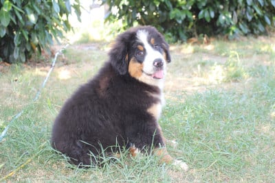 Les chiots de Bouvier Bernois