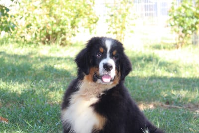 Les chiots de Bouvier Bernois