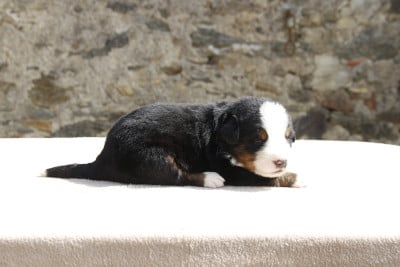 Les chiots de Bouvier Bernois