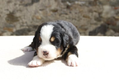 Les chiots de Bouvier Bernois
