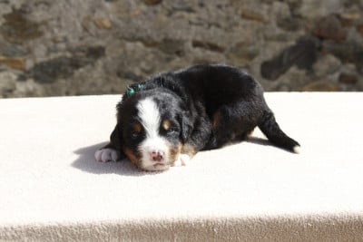 Les chiots de Bouvier Bernois