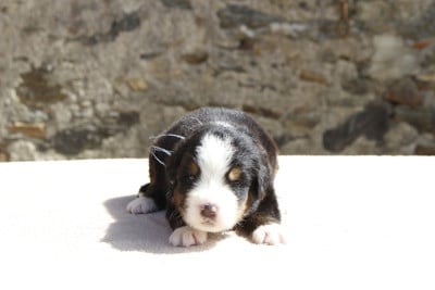 Les chiots de Bouvier Bernois