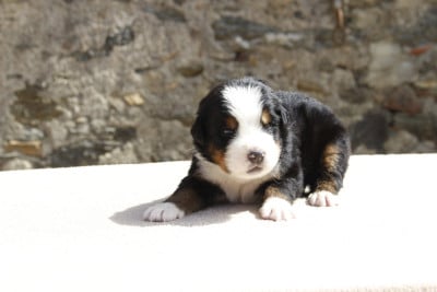 Les chiots de Bouvier Bernois