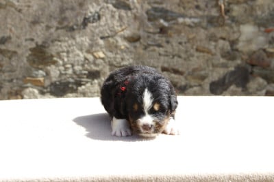 Les chiots de Bouvier Bernois