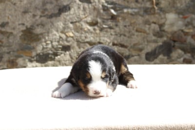 Les chiots de Bouvier Bernois