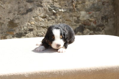 Les chiots de Bouvier Bernois