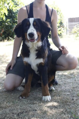 Les chiots de Bouvier Bernois