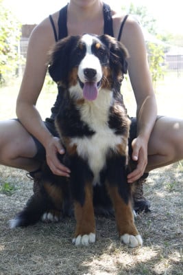 Les chiots de Bouvier Bernois