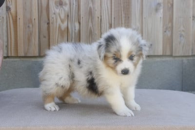 Les chiots de Berger Australien