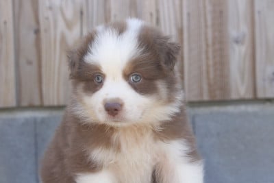Les chiots de Berger Australien