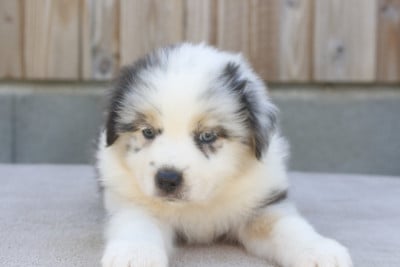 Les chiots de Berger Australien