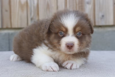 Les chiots de Berger Australien