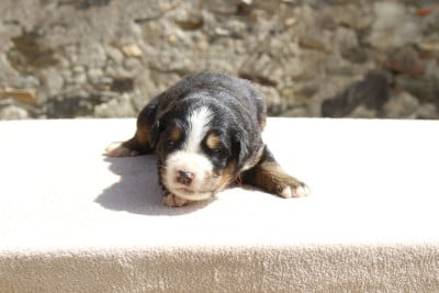 Les chiots de Bouvier Bernois