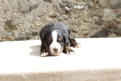 Les chiots de Bouvier Bernois
