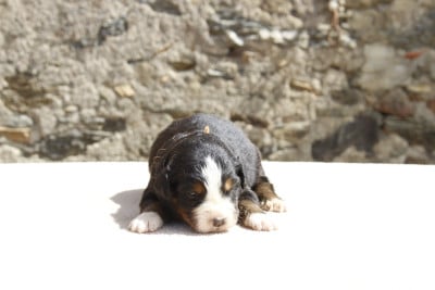 Les chiots de Bouvier Bernois