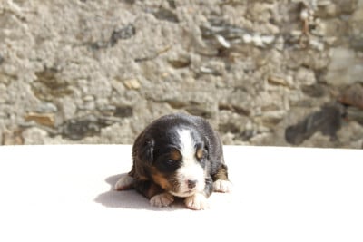 Les chiots de Bouvier Bernois