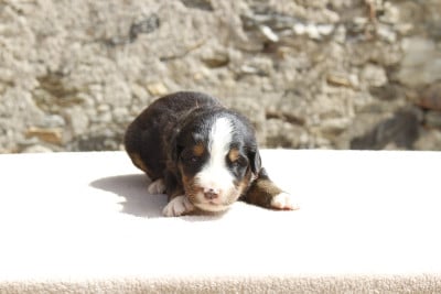 Les chiots de Bouvier Bernois