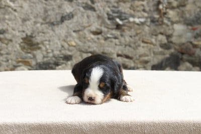 Les chiots de Bouvier Bernois