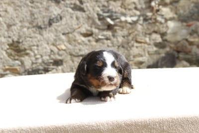 Les chiots de Bouvier Bernois