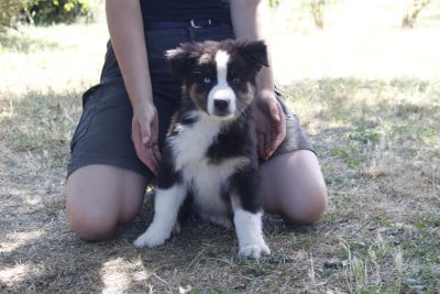 Les chiots de Berger Australien
