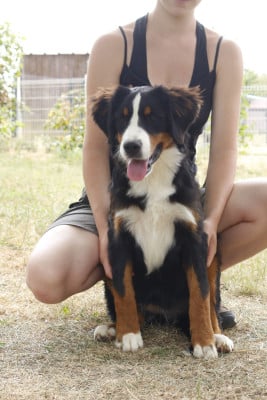 Les chiots de Bouvier Bernois