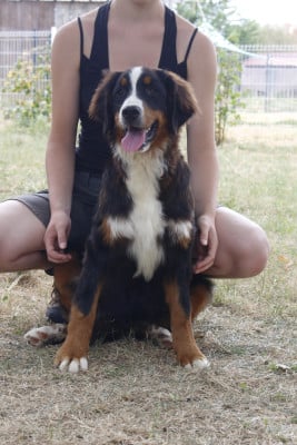 Les chiots de Bouvier Bernois