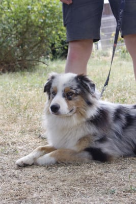 Les chiots de Berger Australien