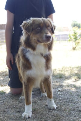 Les chiots de Berger Australien