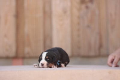 Les chiots de Bouvier Bernois
