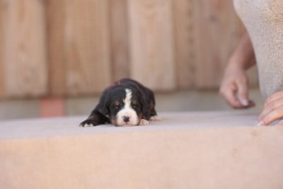 Les chiots de Bouvier Bernois