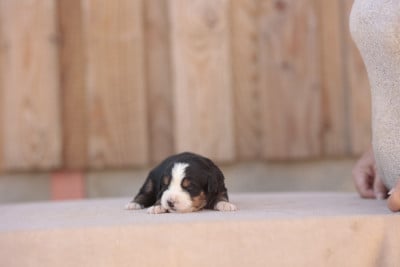 Les chiots de Bouvier Bernois