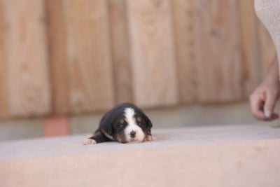 Les chiots de Bouvier Bernois