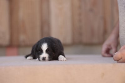Les chiots de Berger Australien