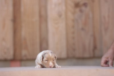 Les chiots de Berger Australien