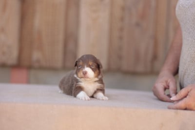 Les chiots de Berger Australien