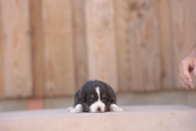Les chiots de Berger Australien