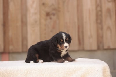 Les chiots de Bouvier Bernois