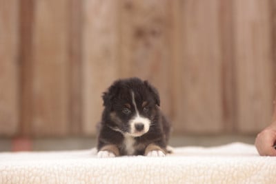 Les chiots de Berger Australien