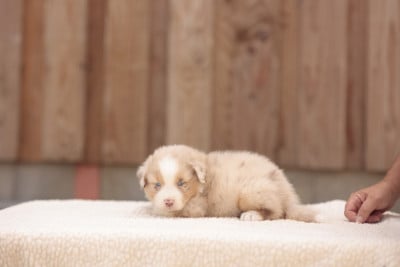 Les chiots de Berger Australien
