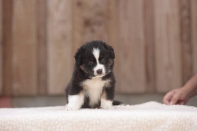 Les chiots de Berger Australien
