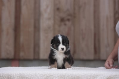 Les chiots de Berger Australien