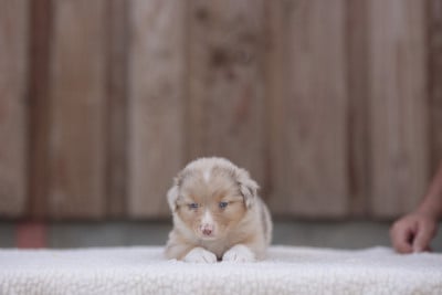 Les chiots de Berger Australien