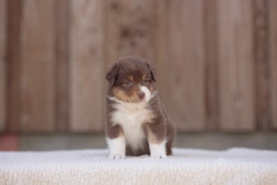 Les chiots de Berger Australien