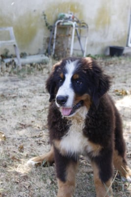 Les chiots de Bouvier Bernois